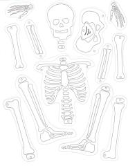 skeleton puzzle.pdf